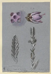 Vier Studien von Ling, wahrscheinlich 14. September 1869